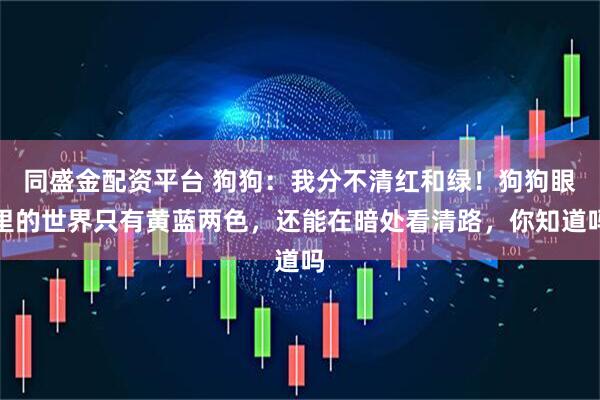 同盛金配资平台 狗狗：我分不清红和绿！狗狗眼里的世界只有黄蓝两色，还能在暗处看清路，你知道吗