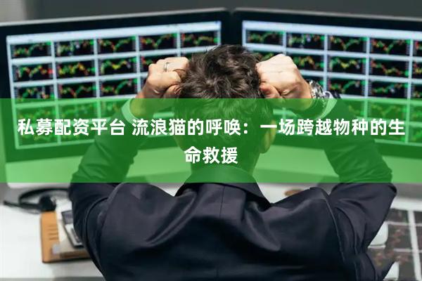 私募配资平台 流浪猫的呼唤：一场跨越物种的生命救援